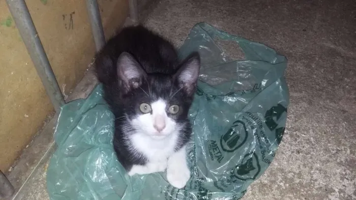 Gato raça  idade 2 a 6 meses nome Rajadinha