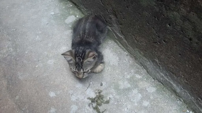 Gato raça  idade 2 a 6 meses nome Rajadinha