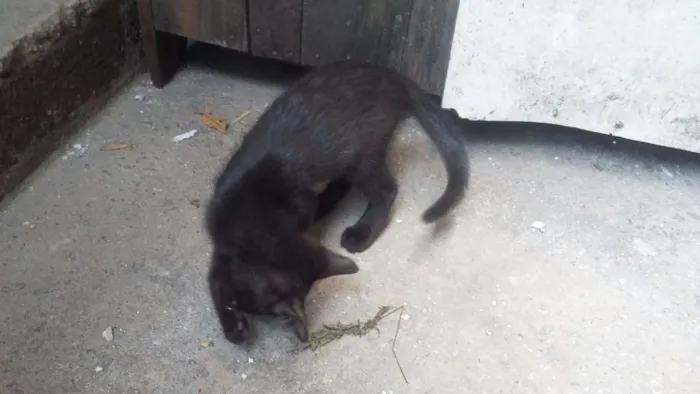 Gato raça  idade 2 a 6 meses nome Rajadinha