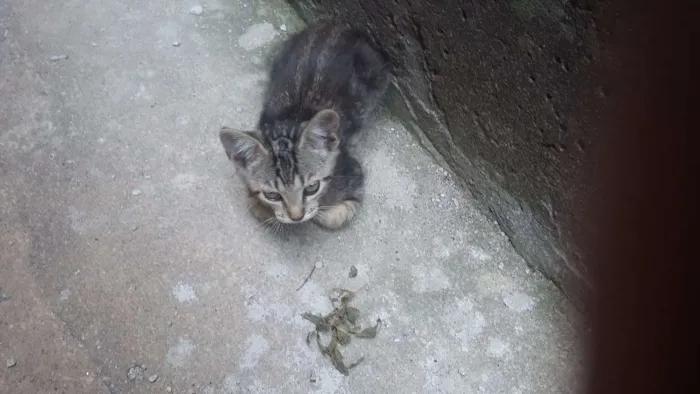 Gato raça  idade 2 a 6 meses nome Rajadinha