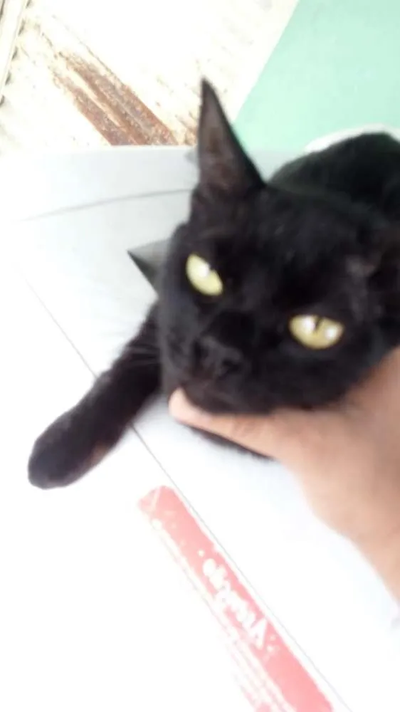 Gato ra a Nao definida idade 7 a 11 meses nome Pretinha