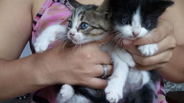 Gato ra a Nao definida idade 2 a 6 meses nome Rajada