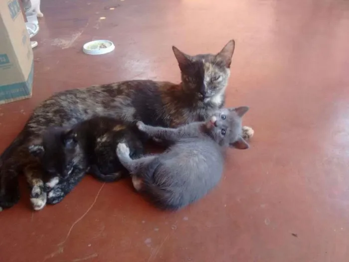 Gato ra a não identificada idade 2 a 6 meses nome sem nome