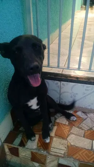 Cachorro raça SRD idade 7 a 11 meses nome Cindy