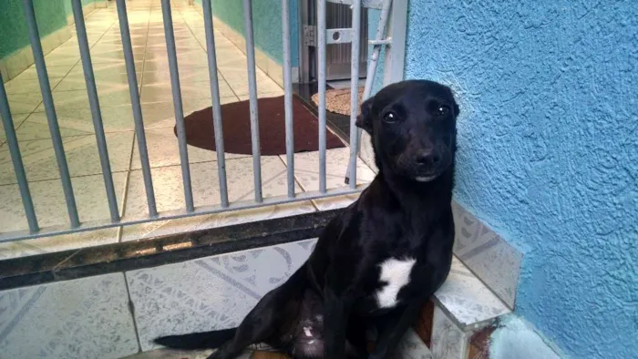 Cachorro raça SRD idade 7 a 11 meses nome Cindy