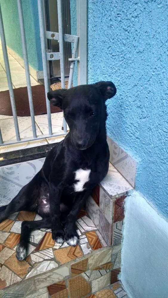Cachorro raça SRD idade 7 a 11 meses nome Cindy