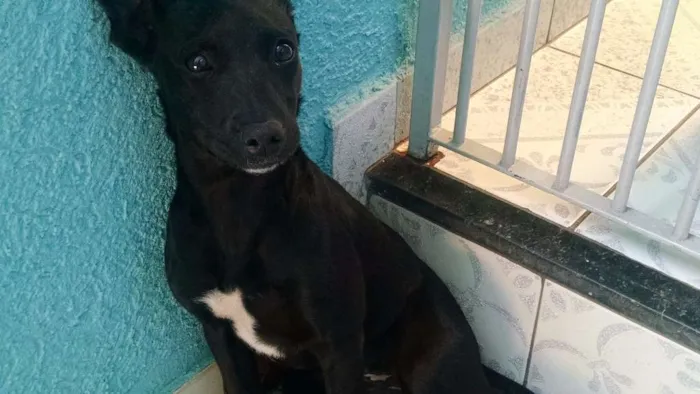 Cachorro raça SRD idade 7 a 11 meses nome Cindy