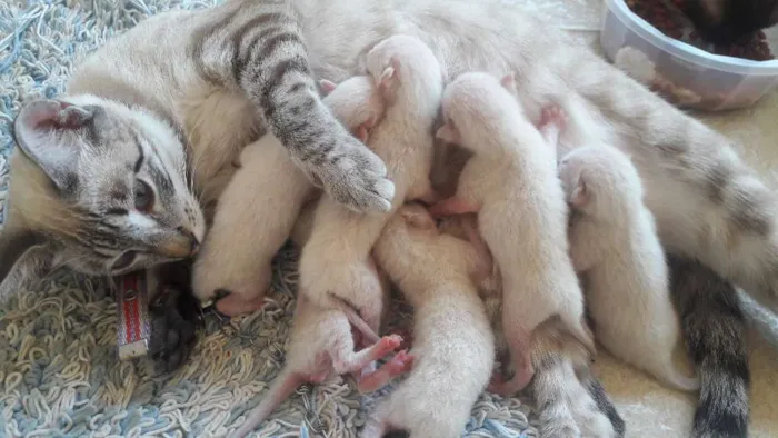Gato ra a Vira lata idade Abaixo de 2 meses nome Baunilha,Flocos,Oreo