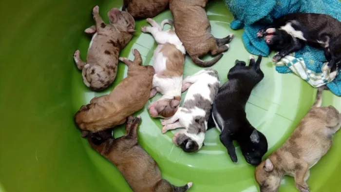 Cachorro raça Vira lata idade Abaixo de 2 meses nome Sem nome