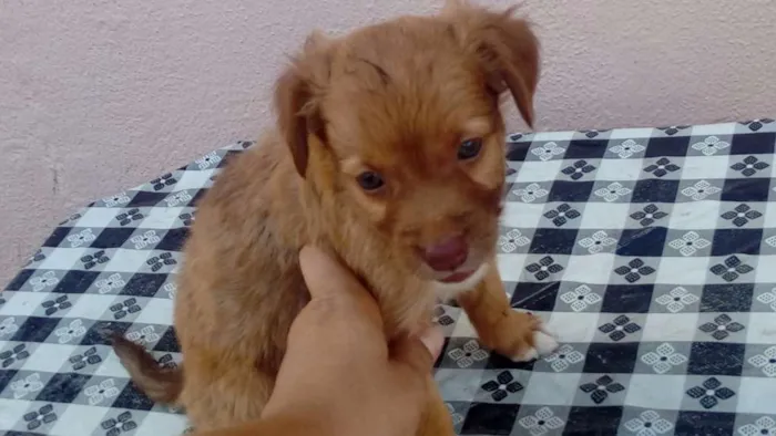 Cachorro raça Vira lata idade Abaixo de 2 meses nome Sem nome