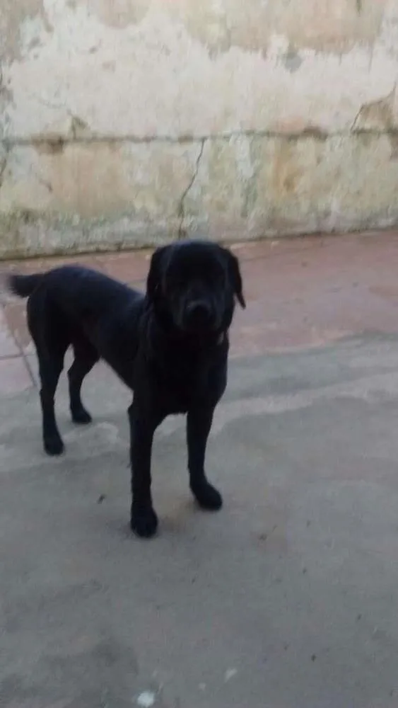 Cachorro ra a Labrador idade 1 ano nome Max
