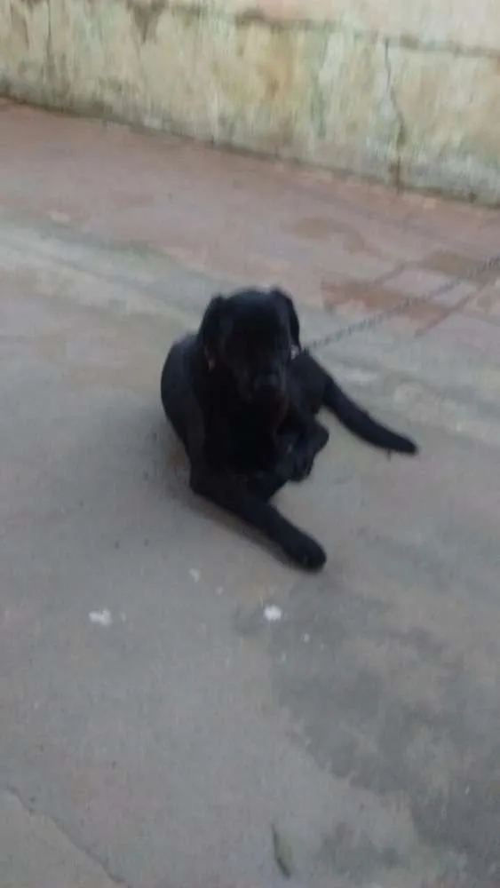 Cachorro ra a Labrador idade 1 ano nome Max