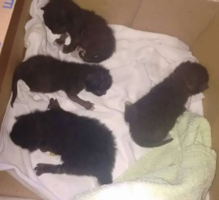 Gato ra a  idade Abaixo de 2 meses nome SEM NOME