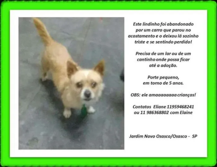 Cachorro ra a Sem raça definida idade 5 anos nome Fofinho