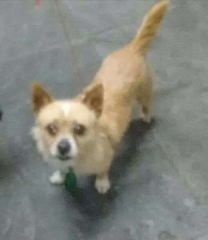 Cachorro ra a Sem raça definida idade 5 anos nome Fofinho
