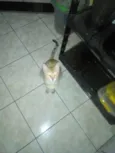 mimicele