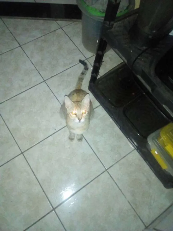 Gato raça rajada idade 7 a 11 meses nome mimicele