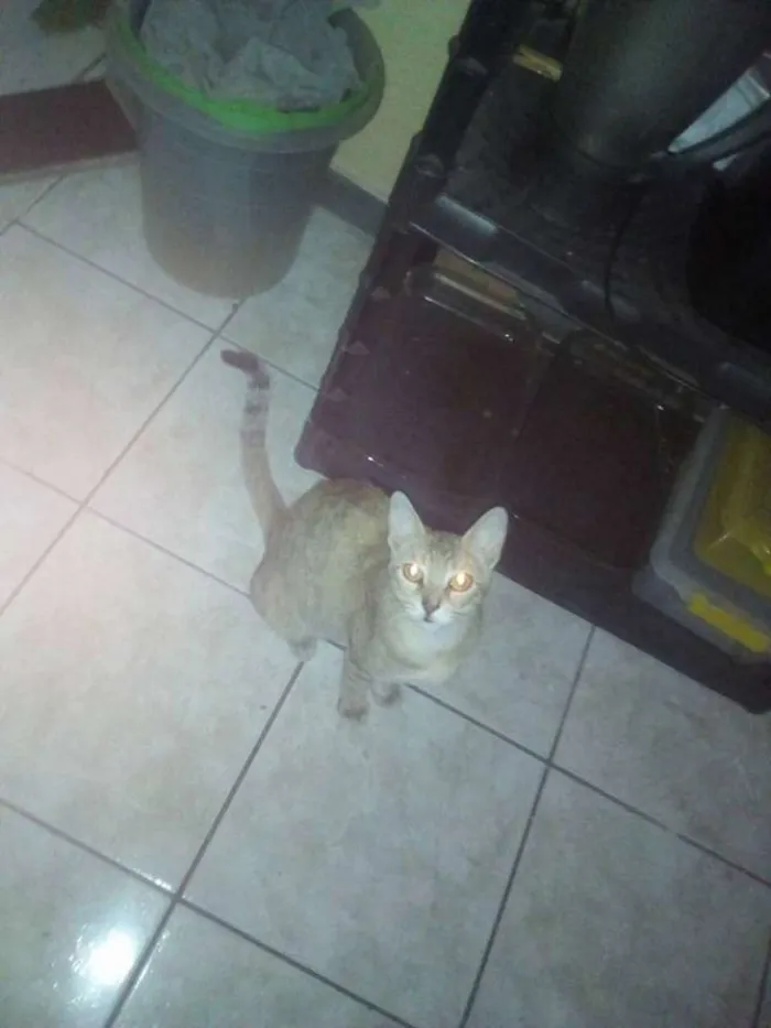 Gato raça rajada idade 7 a 11 meses nome mimicele
