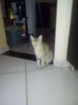 mimicele