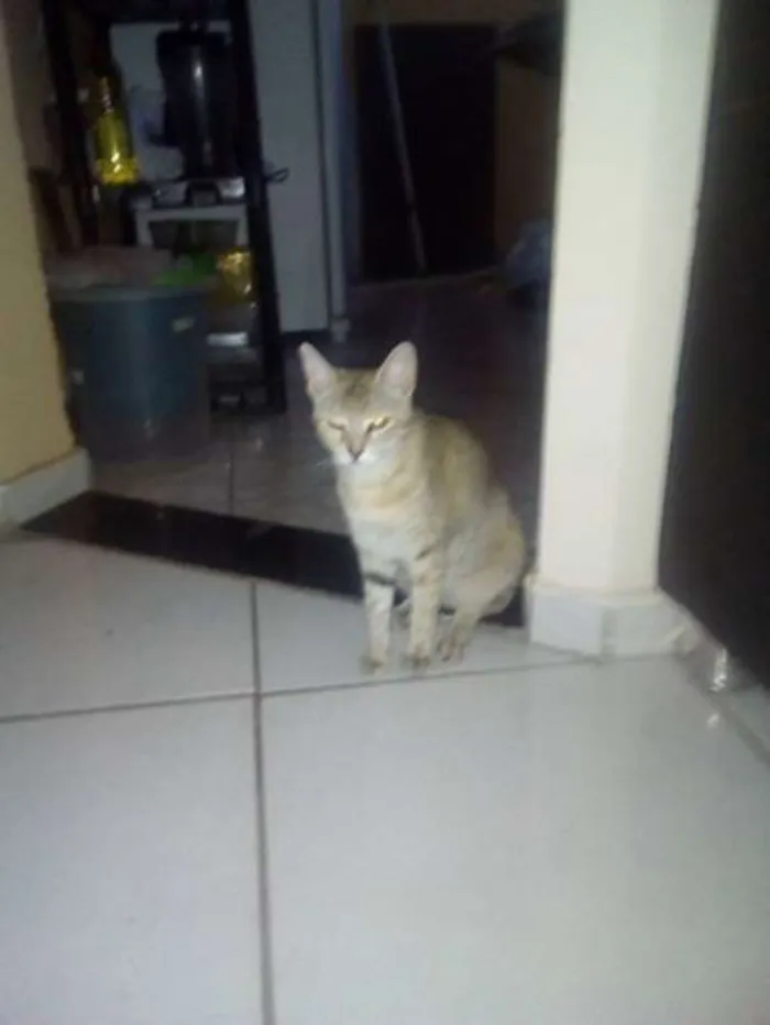 Gato raça rajada idade 7 a 11 meses nome mimicele
