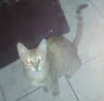 mimicele