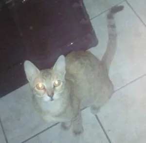 Gato raça rajada idade 7 a 11 meses nome mimicele