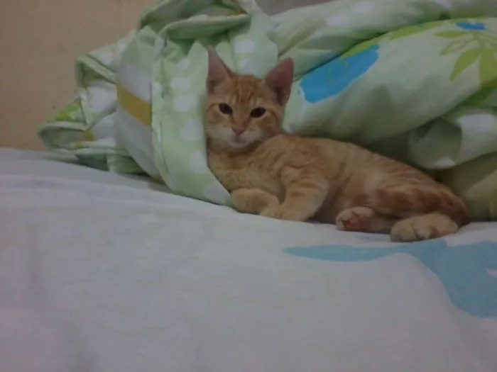 Gato ra a  idade 2 a 6 meses nome ainda nao tem