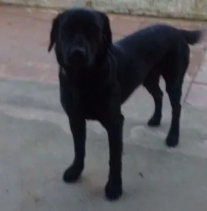 Cachorro raça Labrador idade 1 ano nome Max