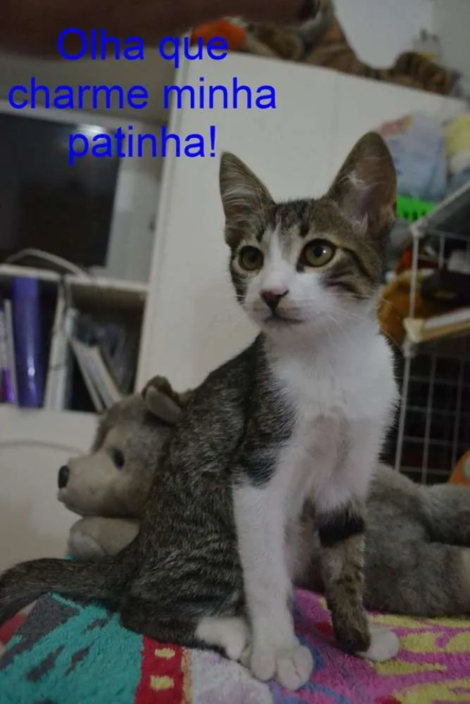 Gato ra a SRD idade 2 a 6 meses nome Bob