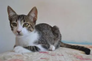 Gato raça SRD idade 2 a 6 meses nome Bob