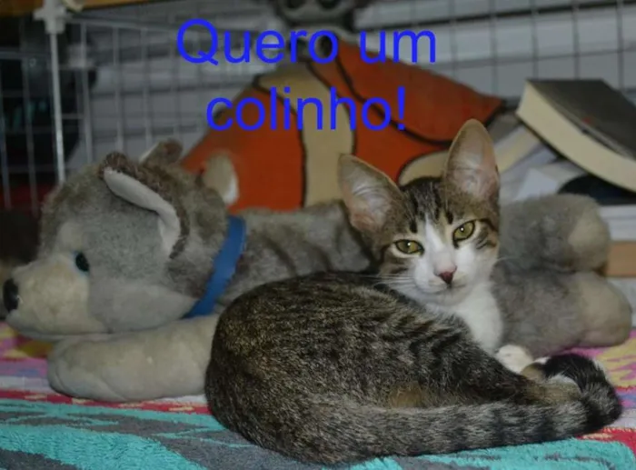 Gato ra a SRD idade 2 a 6 meses nome Bob