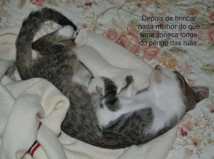 Gato ra a SRD idade 2 a 6 meses nome Bob