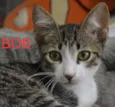 Bob