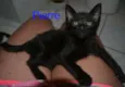 Pierre