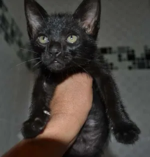 Gato raça srd idade Abaixo de 2 meses nome Pierre