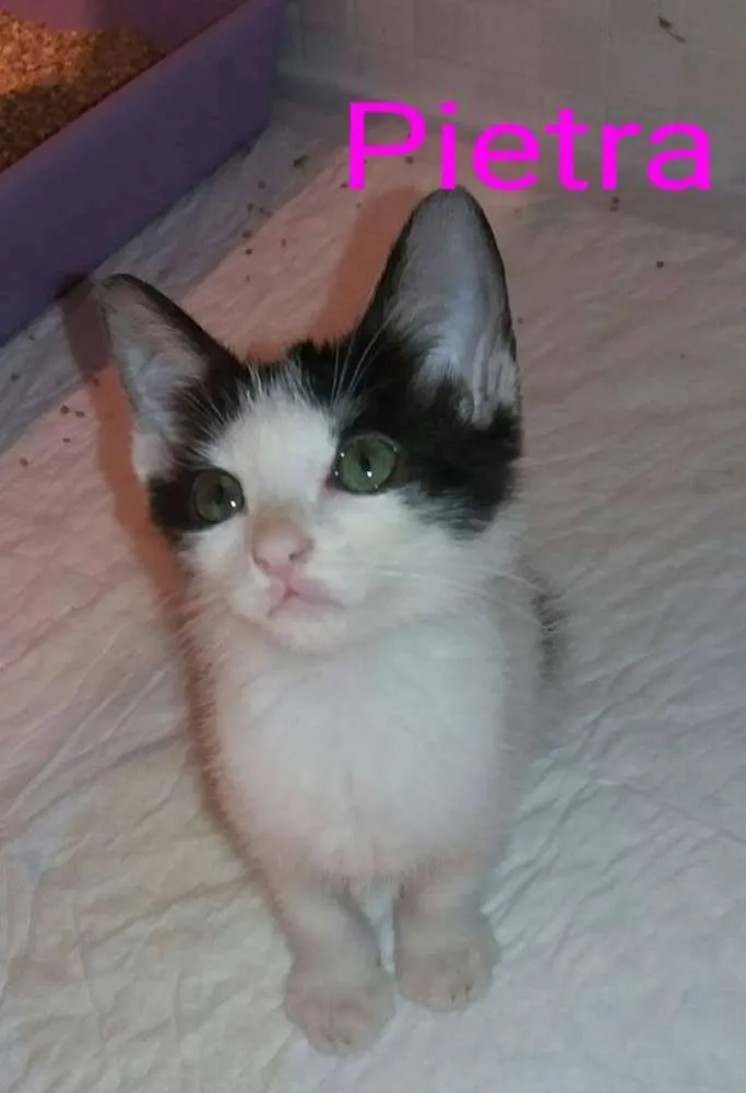 Gato ra a SRD idade Abaixo de 2 meses nome Pietra