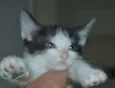 Pietra