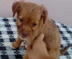 Cachorro raça Vira lata idade Abaixo de 2 meses nome Sem nome