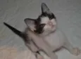 Pietra