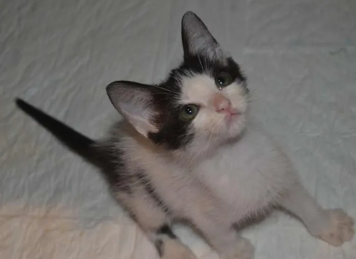 Gato ra a SRD idade Abaixo de 2 meses nome Pietra
