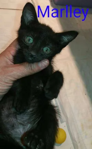 Gato raça srd idade Abaixo de 2 meses nome Marlley