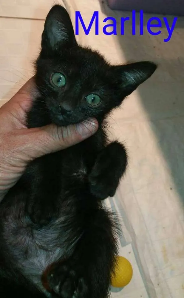 Gato ra a srd idade Abaixo de 2 meses nome Marlley