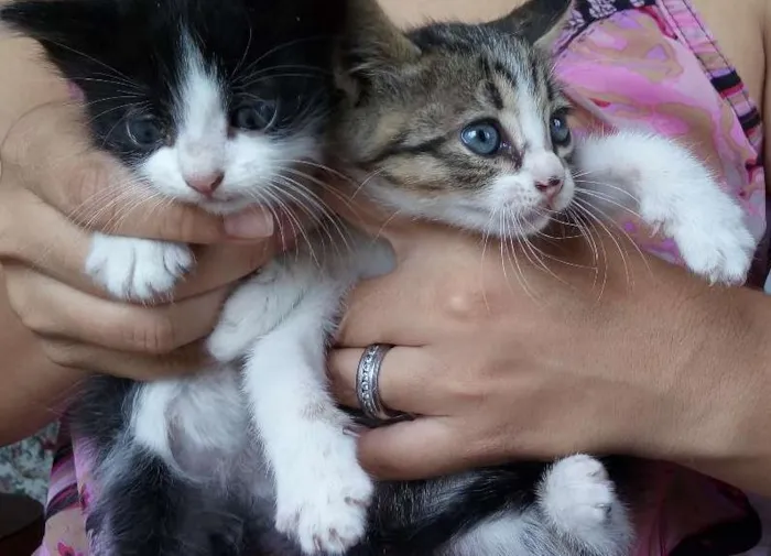 Gato ra a Nao definida idade 2 a 6 meses nome Rajada