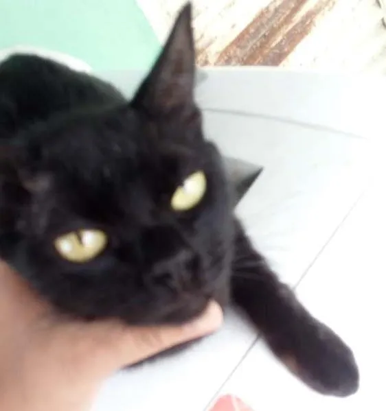 Gato ra a Nao definida idade 7 a 11 meses nome Pretinha