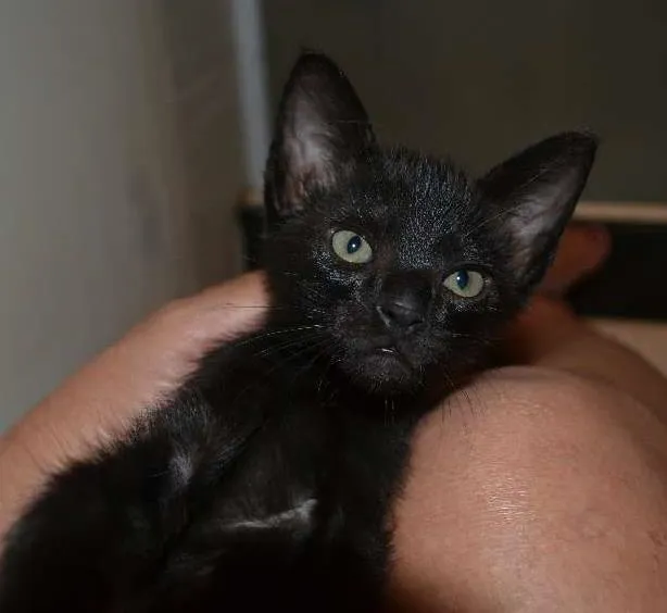 Gato ra a srd idade Abaixo de 2 meses nome Marlley