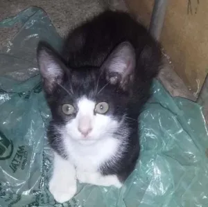Gato raça  idade 2 a 6 meses nome Rajadinha