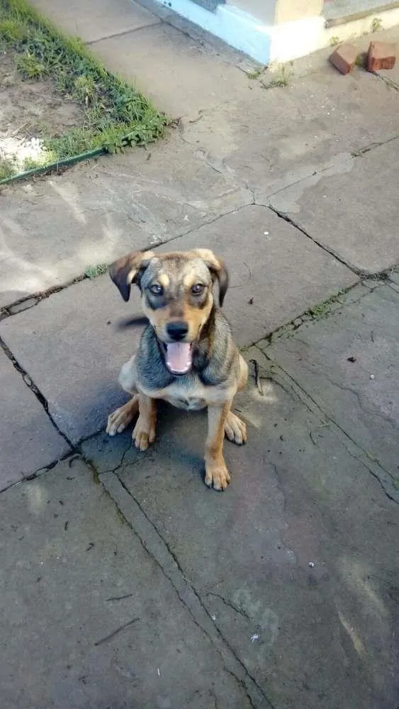 Cachorro ra a  idade 7 a 11 meses nome Guria