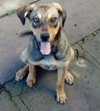 Cachorro ra a  idade 7 a 11 meses nome Guria