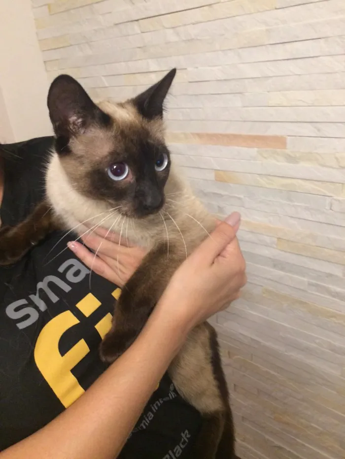 Gato ra a Sem Raça Definida idade 7 a 11 meses nome Mel