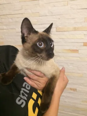 Gato raça Sem Raça Definida idade 7 a 11 meses nome Mel